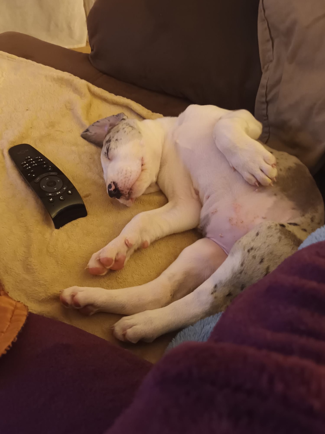 Cachorrinho a descansar em casa