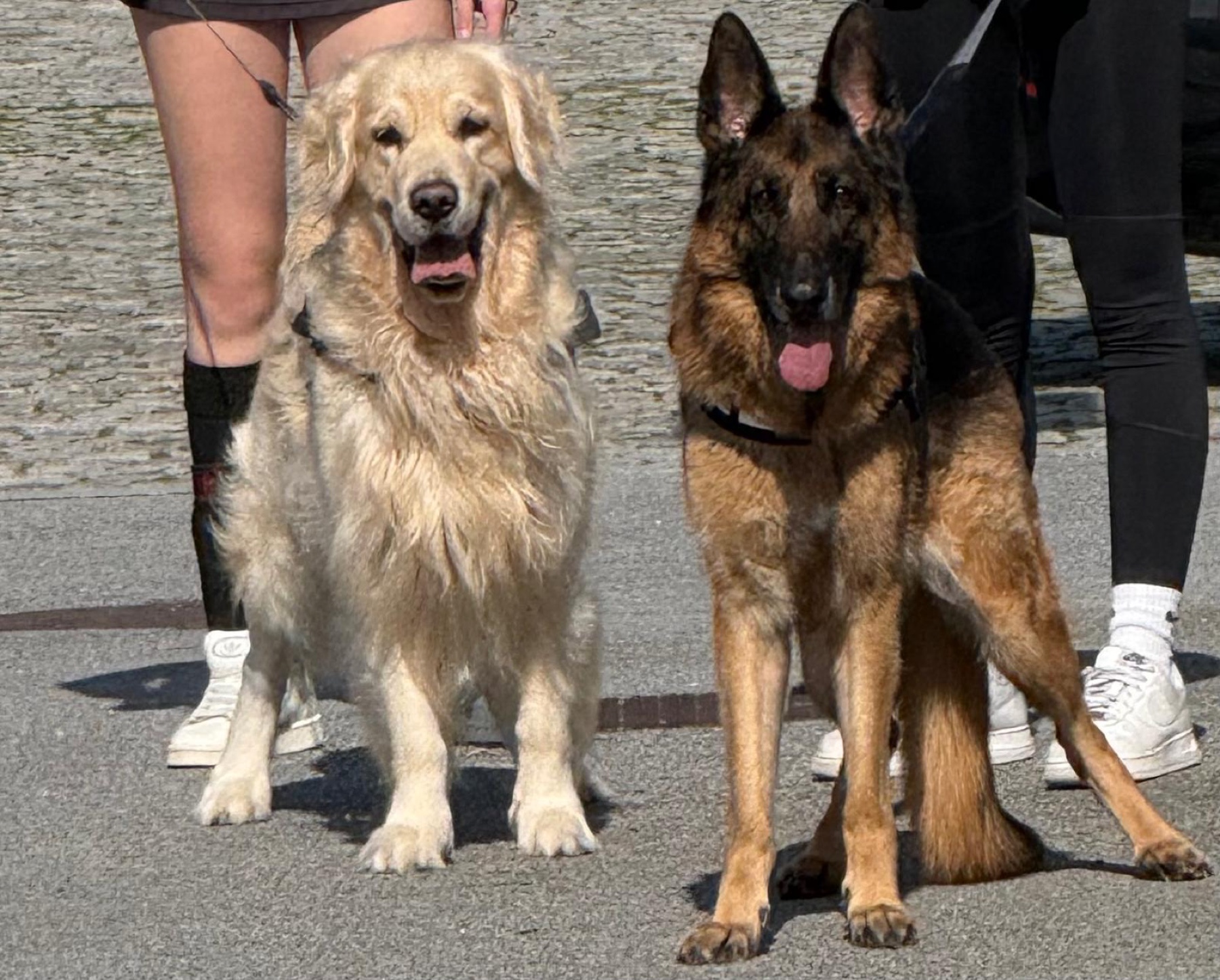 Kalu e Aysha, acompanhados pela PetsGaio