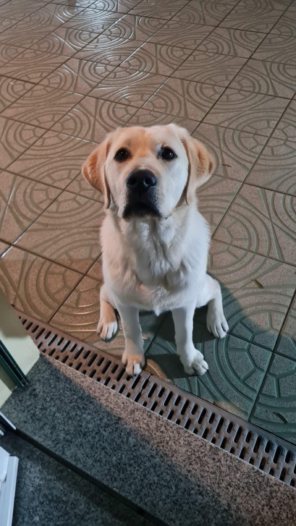 Labrador acompanhado pela PetsGaio