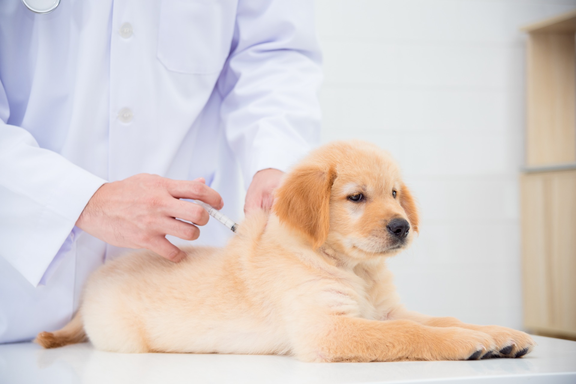 Cão durante uma consulta veterinária