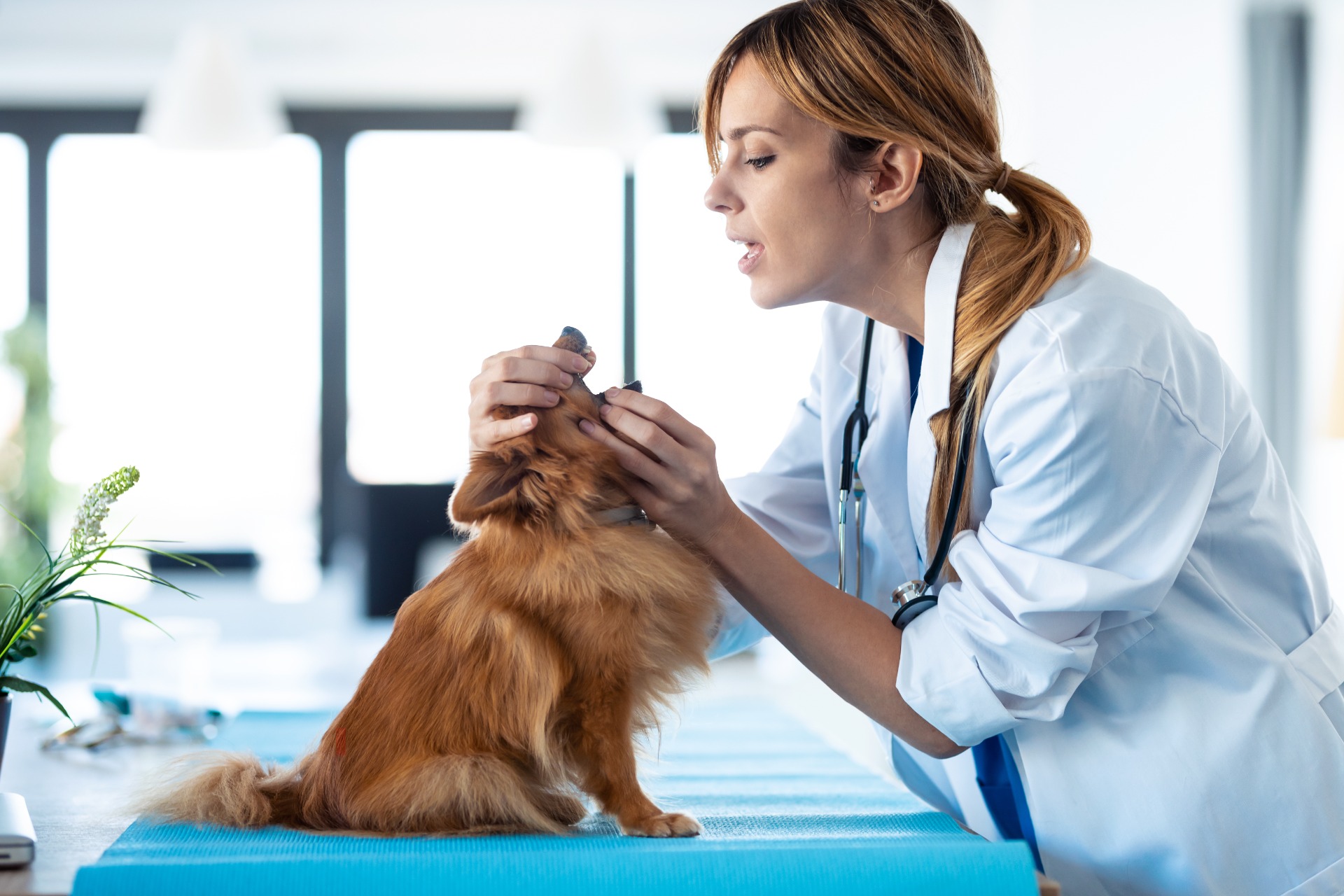 Gato acompanhado por veterinário
