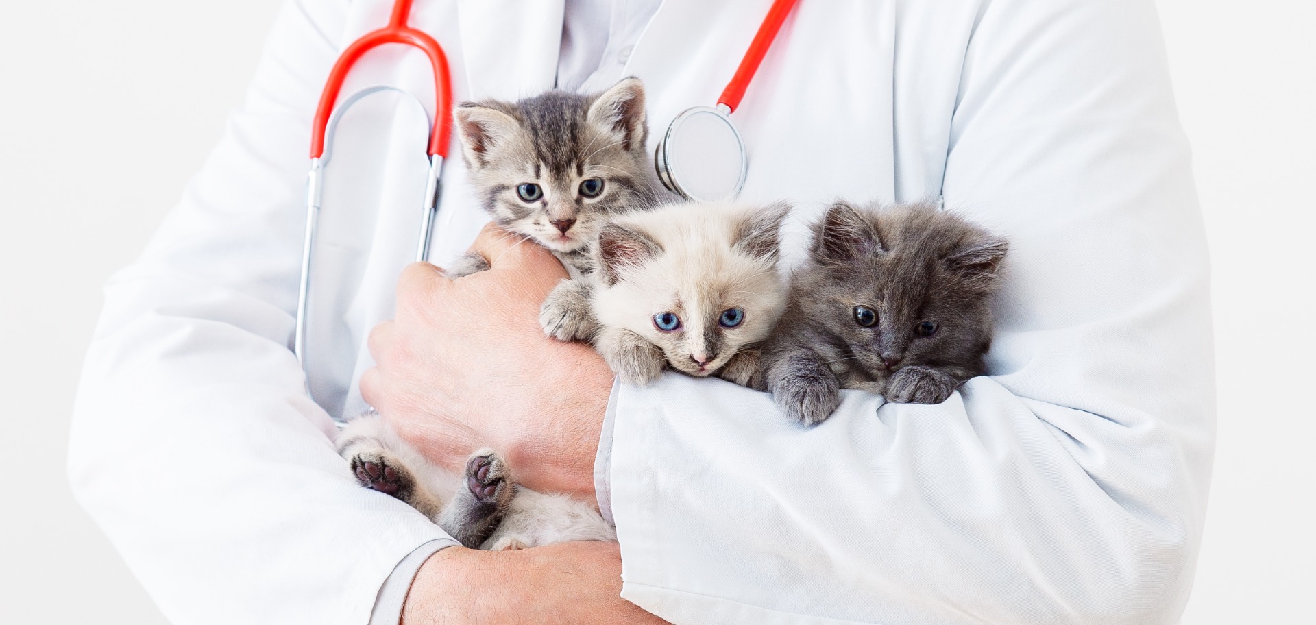 Veterinária a cuidar de animais de companhia