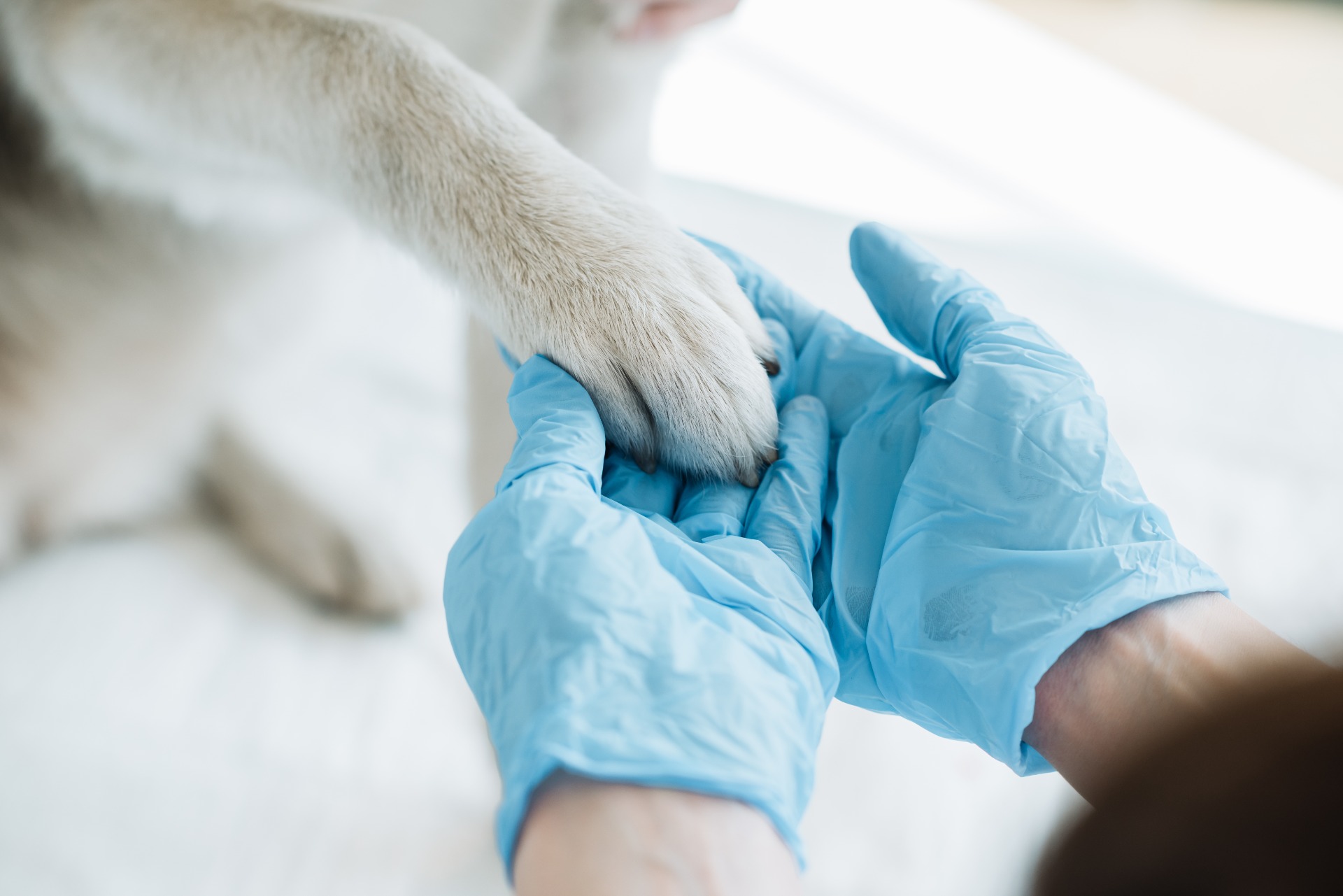 Consulta no Centro Veterinário PetsGaio